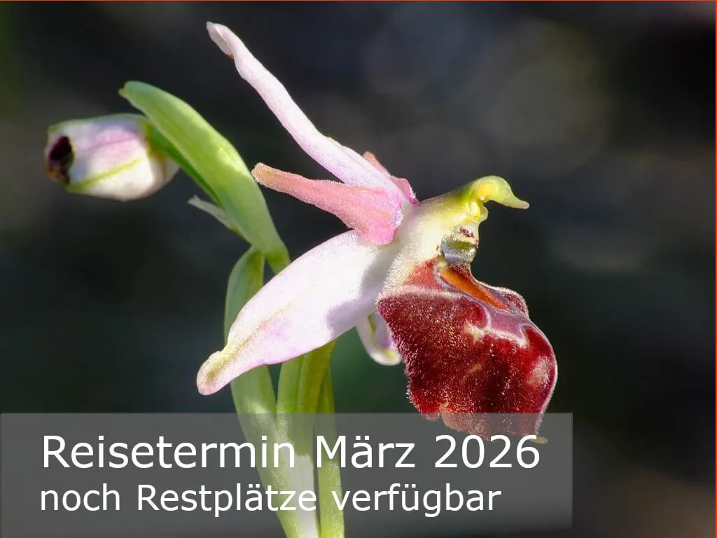 reisevermittlungsangebot-nordzypern-orchideenreise-ophrys-elegans-zierliche-ragwurz-tatlisu-gruppenreise-termin-alert-2026–3