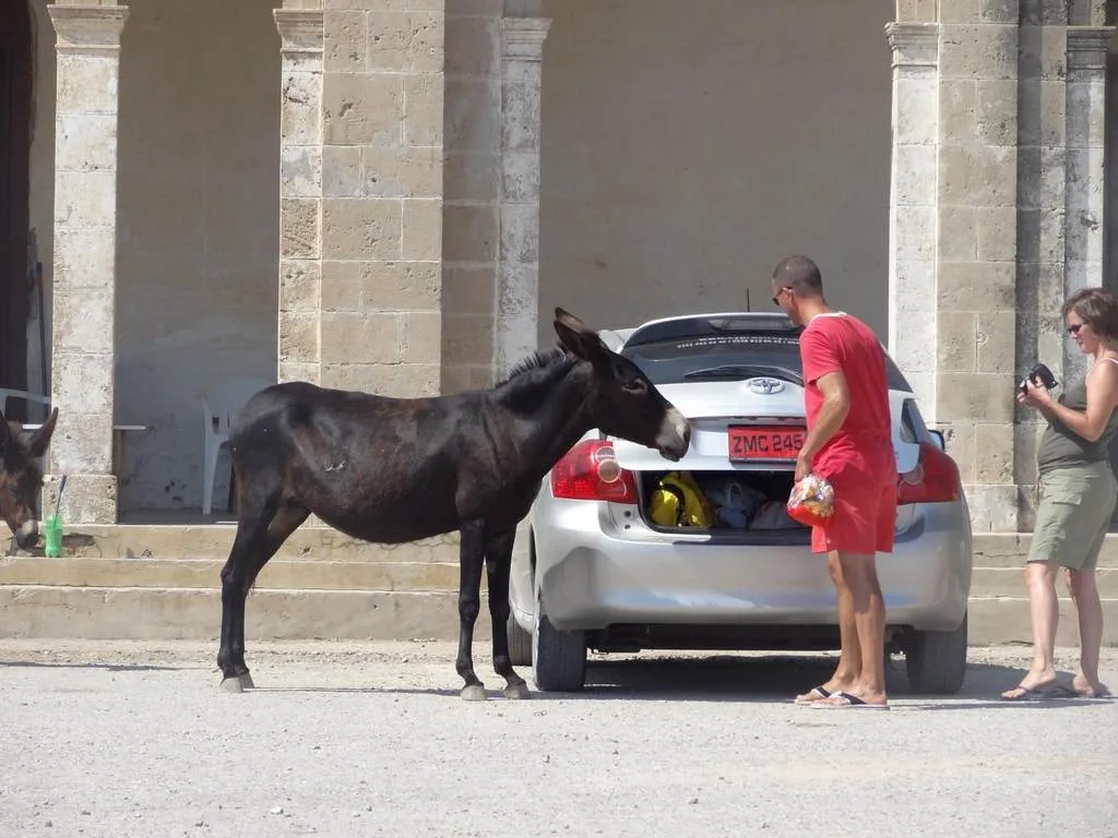 Lupereisen-Nordzypern-Individualreise-Mietwagenrundreise-Esel-Kompakt-Reiseangebot